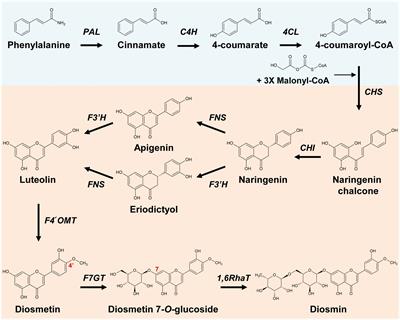 Tailored biosynthesis of diosmin through reconstitution of the flavonoid pathway in Nicotiana benthamiana